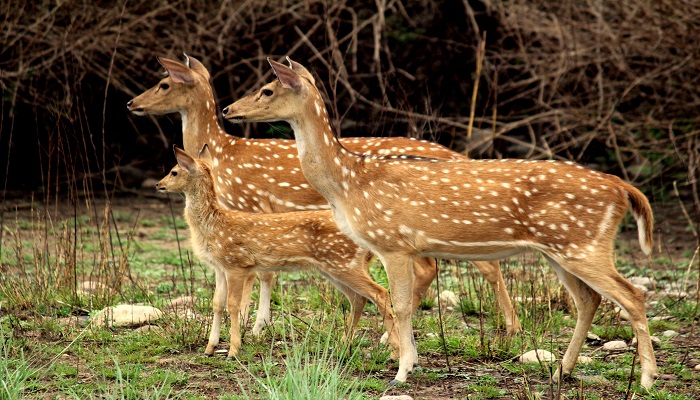 Jim Corbett -  Delhi - Disembarking on the journey (246 km/5-6 hrs)